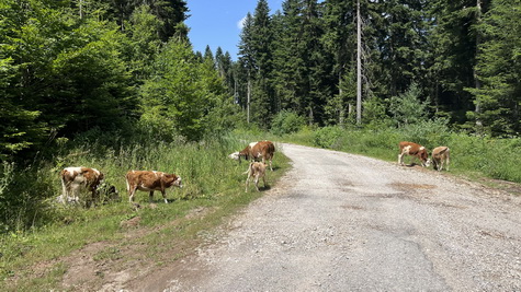 Kόhe im Wald